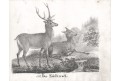 Jelen a srna,  Neue.., litografie , 1837