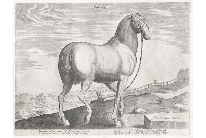 Stradanus - Galle : Kůň, mědiryt, 1578