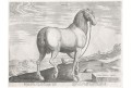 Stradanus - Galle : Kuń, mědiryt, 1578