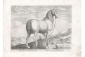 Stradanus - Galle : Kuń, mědiryt, 1578