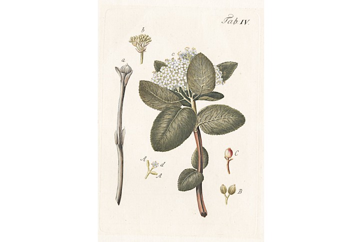 Kalina viburnum, mědiryt, (1810)