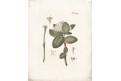 Kalina viburnum, mědiryt, (1810)