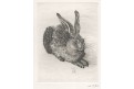 Zajíc dle Dürera, W. Pech, Lept, (1920)
