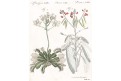 Masožravé rostliny, Bertuch, mědiryt, 1807