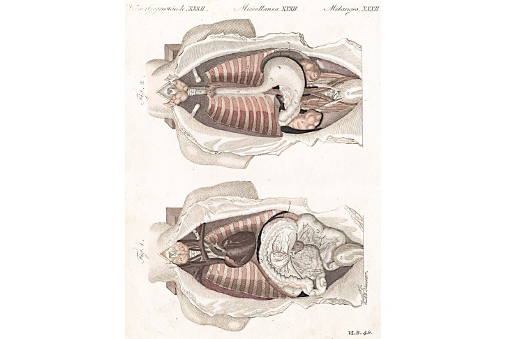 Vnitřní orgány lidské, Bertuch, mědiryt, 1807