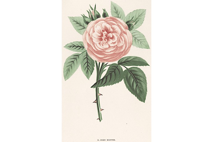 Růže John Hopfer ,chromolitografie, 1873