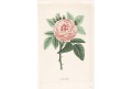 Růže John Hopfer ,chromolitografie, (1870)