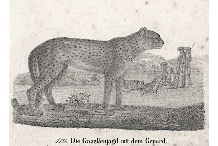 Gepard lov na gazelu, Neue.., litografie , 1837