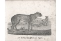 Gepard lov na gazelu, Neue.., litografie , 1837