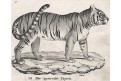 Tygřice, Neue.., litografie , 1837