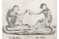 Opice Kaho,  Neue.., litografie , 1837
