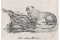 Opice Lví tamarín, Neue.., litografie , 1837