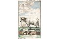Beran, Buffon, kolor. mědiryt , (1785)