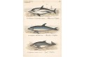 Delfíni., kolor. litografie (1850)