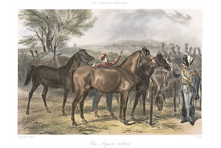 Kuň Angevin,  Gayot, kolor. litografie, 1850