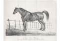 Kůň Troubadour, Lalaise, litografie, 1860
