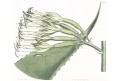Agave, kolor mědiryt, 1813