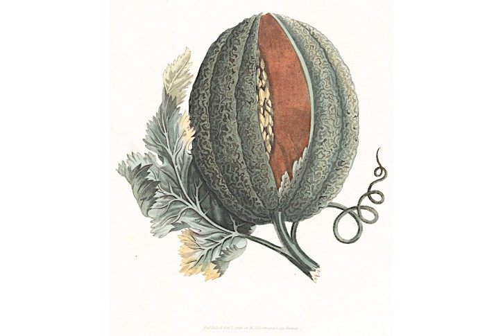 Dýně,  Ackermann, akvatinta, 1819