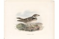 Kalandra zpěvná, kolor. litografie, (1860)