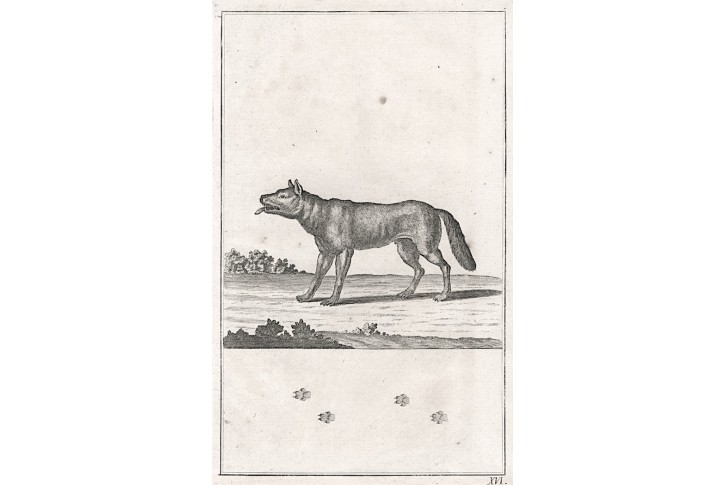 Vlk, mědiryt, (18. stol.)