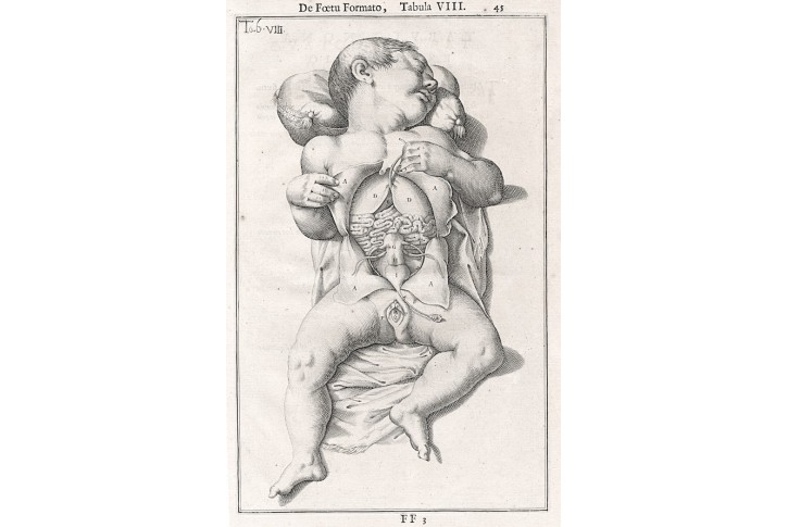 Foetu Formato VIII., mědiryt, 1626