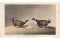 Kohoutí zápasy, akvatinta, 1822