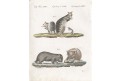 Klokan Wombat, Bertuch, kolor. mědiryt , (1800)