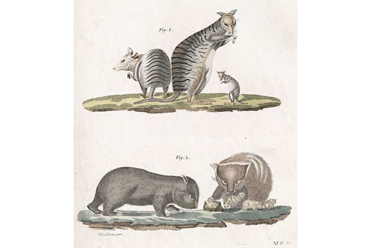 Klokan Wombat, Bertuch, kolor. mědiryt , (1800)