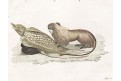 Opice, Bertuch, kolor. mědiryt , (1800)