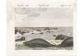 Tuleni Austrálie, Bertuch, kolor. mědiryt , (1800)