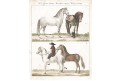 Kůń Neapolský a Španělský, Bertuch, mědiryt , 1807