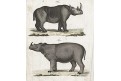 Nosorožci, Bertuch, kolor. mědiryt , (1800)