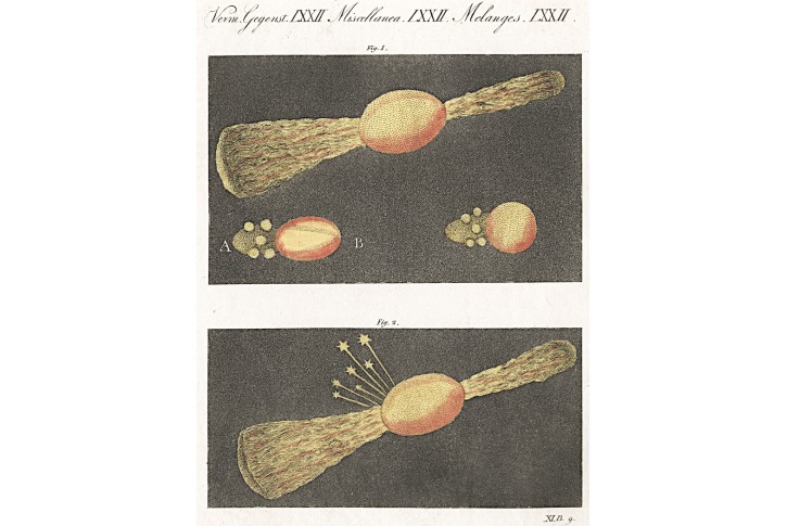 Astronomie, Bertuch, kolor. mědiryt , (1800)