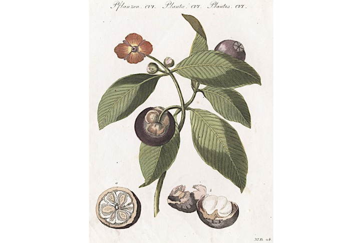 Mangostana, Bertuch, kolor. mědiryt , (1800)