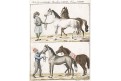 Kůń Arabský, Bertuch, mědiryt , 1807
