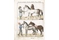 Kůń Arabský, Bertuch, mědiryt , 1807