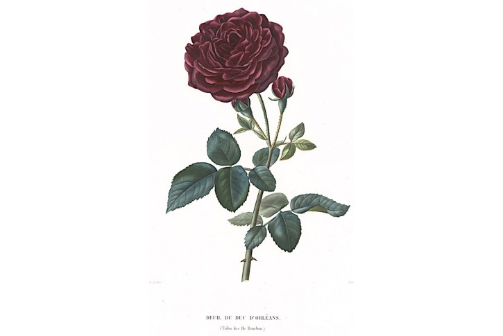 Růže  Orleans, Bricogne, kolor. akvatinta,1846