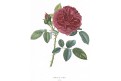 Růže Comte Paris, Bricogne, kolor. akvatinta,1846