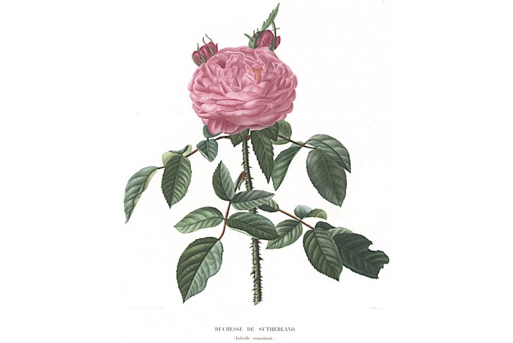 Růže Sutherland, Bricogne, kolor. akvatinta,1846