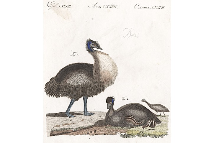 Emu hnědý, Bertuch, mědiryt, 1807