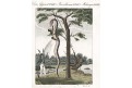 Surinam stahování hroznýše, mědiryt ,1807