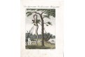 Surinam stahování hroznýše, mědiryt ,1807