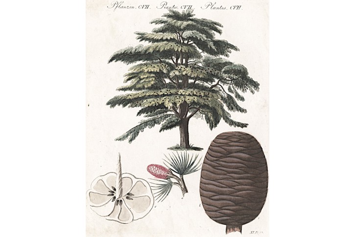 Cedr libanonský, Bertuch, mědiryt ,1807