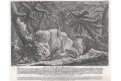 Vlci vlk, Ridinger J.E., mědiryt 1729