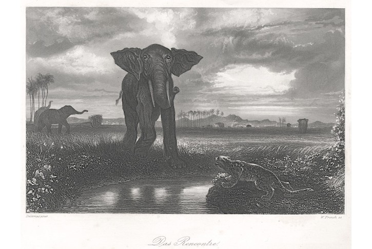 Slon, Payne, oceloryt, 1850