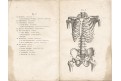 Zahn A.:  Anatomisches Taschenbüchlein, Lpz. 1873