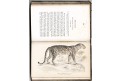 Jardine W.: Mammalia: Lions, Tigers, London )1840)