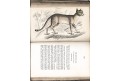 Jardine W.: Mammalia: Lions, Tigers, London )1840)