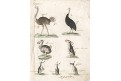 Ptáci nelétaví, Bertuch, mědiryt , (1800)