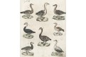Vodní ptáci , Bertuch, mědiryt , (1800)